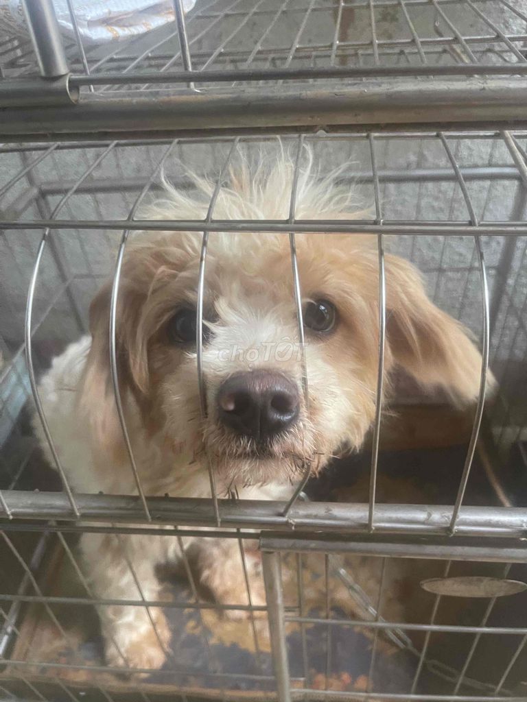 Chó Nhật đực nâu trắng. Mua bán Chó tại Thành phố Buôn Ma Thuột Đắk Lắk được đăng bởi khoa hoang hình 1