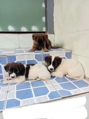 bé Nhật - Đực Cái