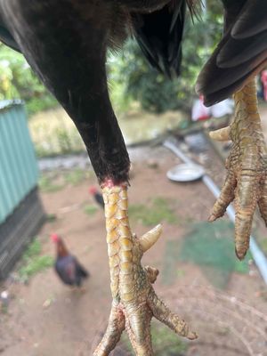 Điều đỏ Asil 1kg3. Mua bán Gà tại Thành phố Mỹ Tho Tiền Giang được đăng bởi Hoà Việt Lai