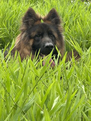 Chó Becgie 43kg 19 tháng tuổi