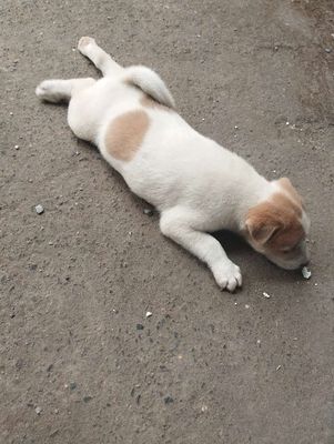 Bán chó 🐕 mần non