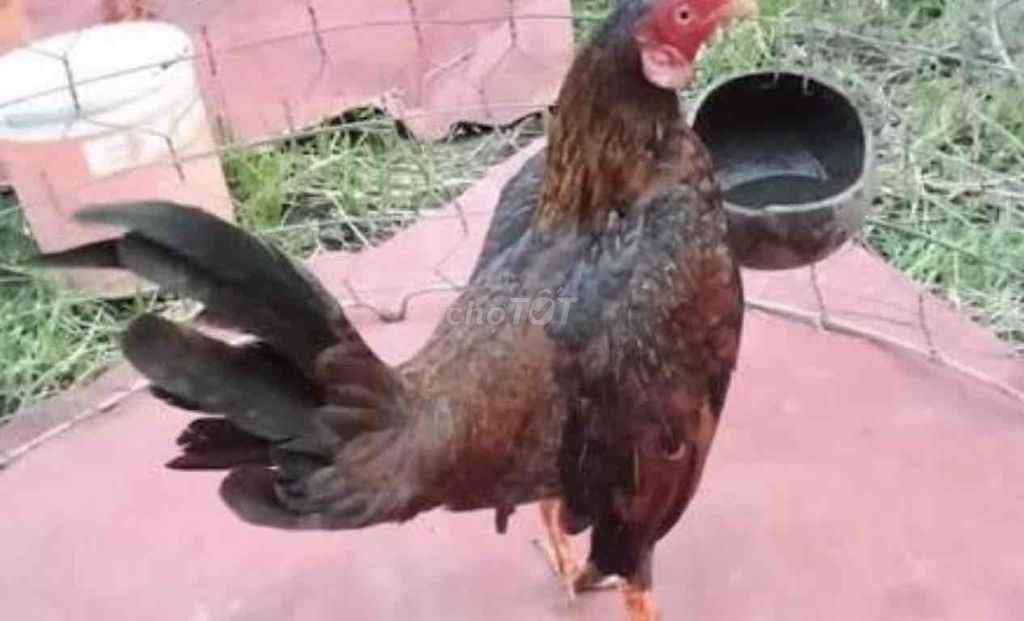 Gà trống màu Nâu đen Đực. Mua bán Gà tại Thành phố Bến Tre Bến Tre được đăng bởi Võ Trung hình 1