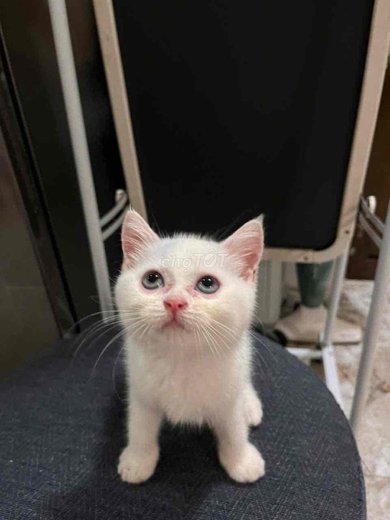 MÈO CÁI ALN 3 tháng tuổi