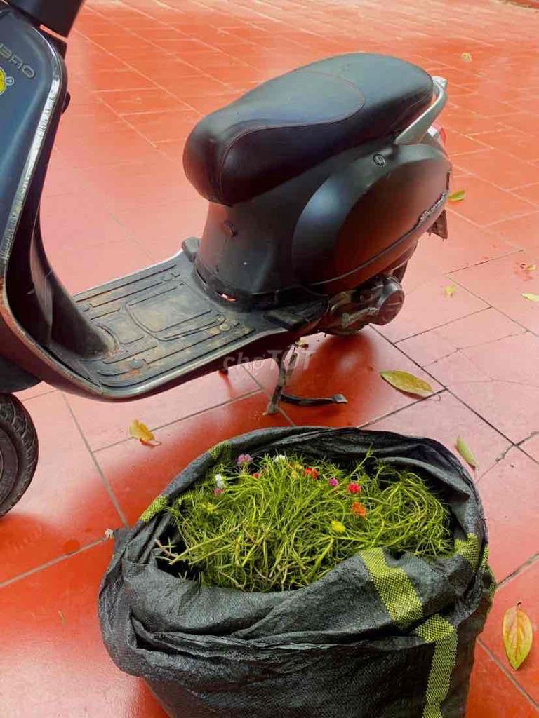 mười giờ thái cánh kép 40 nghìn 1 kg