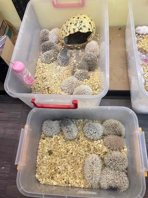 Nhím baby và phụ kiện nuôi nhận ship .. Mua bán Thú cưng khác tại Quận Bình Tân Tp Hồ Chí Minh được đăng bởi FB Pé Chó Shop