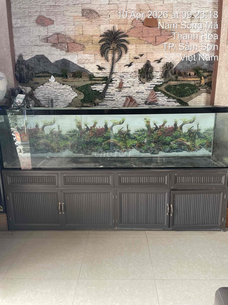 Bể cá cảnh Kính trong suốt. Mua bán Phụ kiện, Thức ăn, Dịch vụ tại Thành phố Sầm Sơn Thanh Hóa được đăng bởi ken le nguyen hình 1