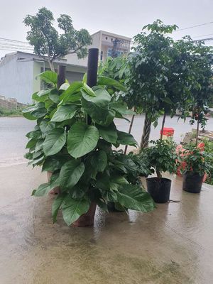 Cây trầu bà. Mua bán Cây cảnh, đồ trang trí tại Huyện Nông Cống Thanh Hóa được đăng bởi Bình 