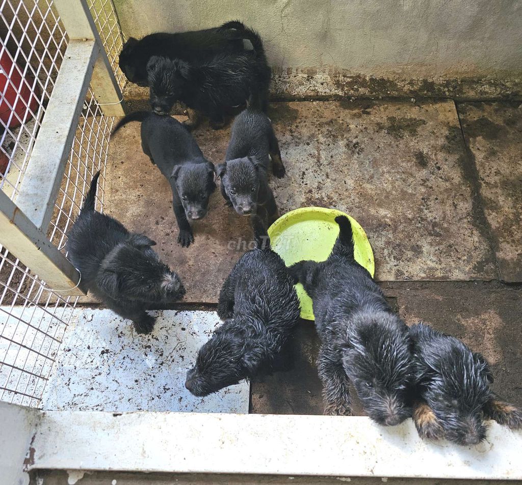 Chó Lai Becgie 1.5 tháng màu Đen. Mua bán Chó tại Quận 7 Tp Hồ Chí Minh được đăng bởi Phương Lan K hình 1