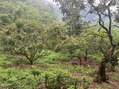 Đất trang trại Cao Răm, Lương Sơn, Hoà Bình. Mua bán đất tại Huyện Lương Sơn Hòa Bình được đăng bởi Thái Thái