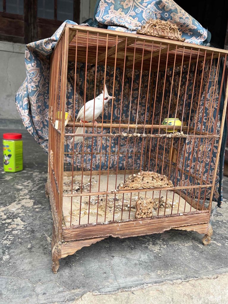 Chim cảnh trắng. Mua bán Chim tại Thành phố Huế Thừa Thiên Huế được đăng bởi Phương hình 1