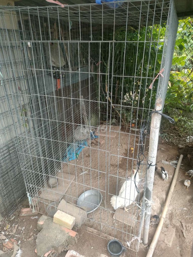 Chuồng gà Kim loại 1.6m x 1.2m x 1.6m. Mua bán Phụ kiện, Thức ăn, Dịch vụ tại Quận Bình Thuỷ Cần Thơ được đăng bởi TRUONG TRUNG TA hình 1