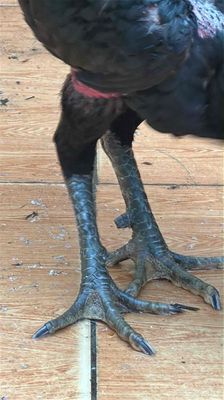 lên cho ae con gà ô tía. Mua bán Gà tại Huyện Chương Mỹ Hà Nội được đăng bởi Son lam chi mieu