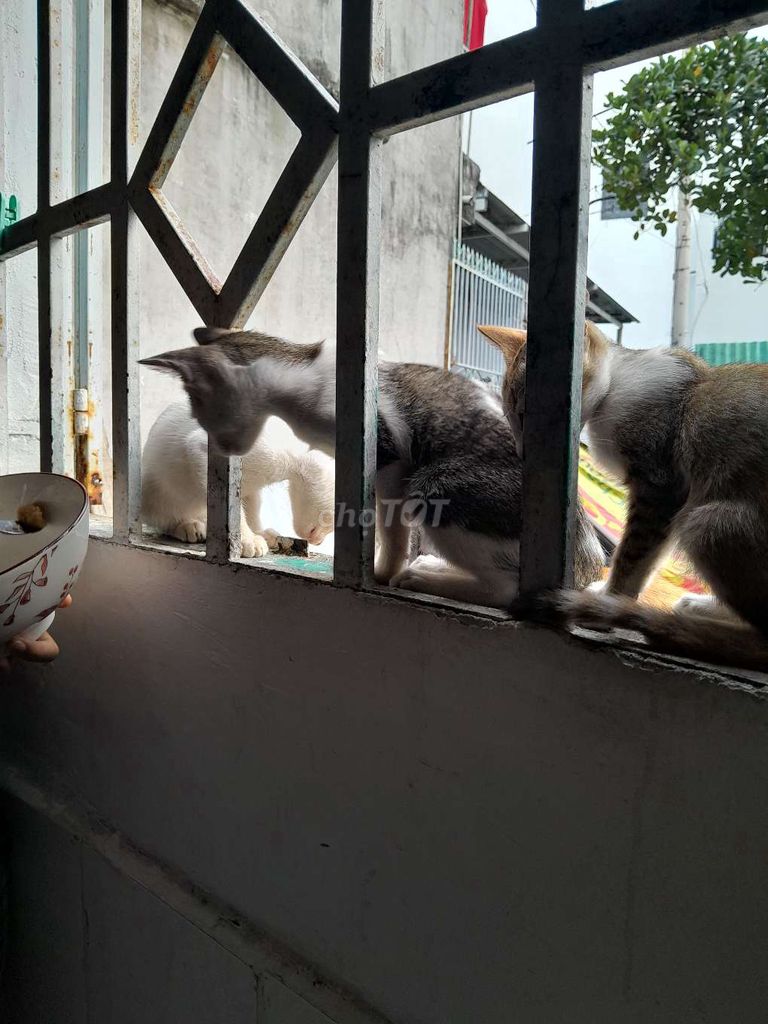 Mèo con Nhiều màu Đã biết ăn. Mua bán Mèo tại Quận 12 Tp Hồ Chí Minh được đăng bởi Thế Vinh hình 1