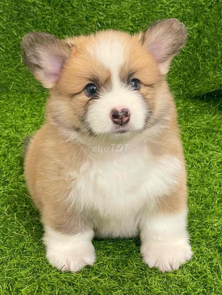 Chó Corgi Vàng trắng Cả hai. Mua bán Chó tại Huyện Thanh Trì Hà Nội được đăng bởi Nguyễn Longg hình 1