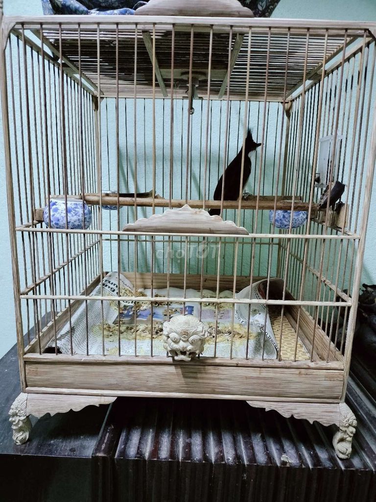 lông vuông đấu tre. Mua bán Phụ kiện, Thức ăn, Dịch vụ tại Quận Liên Chiểu Đà Nẵng được đăng bởi Rin võ hình 1