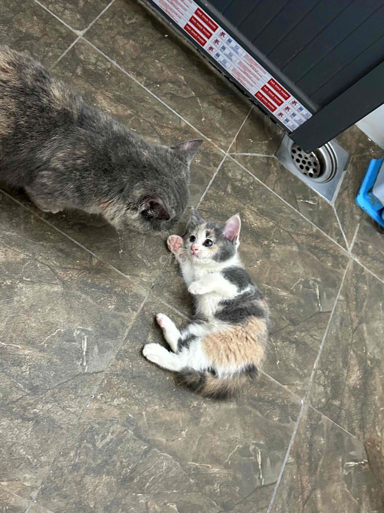 Mèo ALN màu tam thể. Mua bán Mèo tại Thị xã Tân Uyên Bình Dương được đăng bởi Hiền Thu hình 2