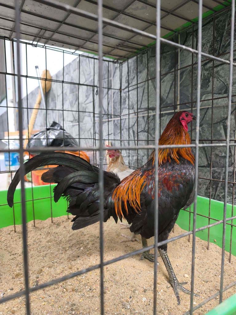 Cặp gà Que 1kg1 & Mã lại 1kg. Mua bán Gà tại Quận 12 Tp Hồ Chí Minh được đăng bởi NHIỀU CHUYÊN GÀ TUYỂN hình 1