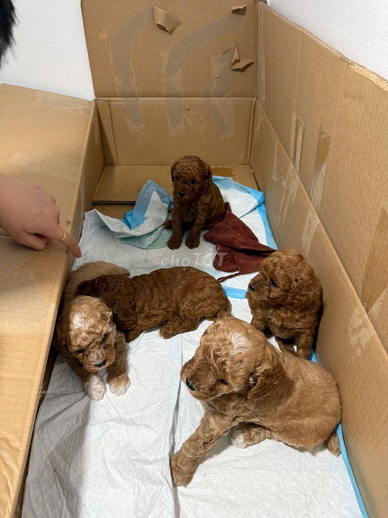 Cam kết Poodle nhà đẻ đc 5 con Thuần Chủng đã tiêm. Mua bán Chó tại Quận Ba Đình Hà Nội được đăng bởi Cây Cảnh Hà Nội hình 2