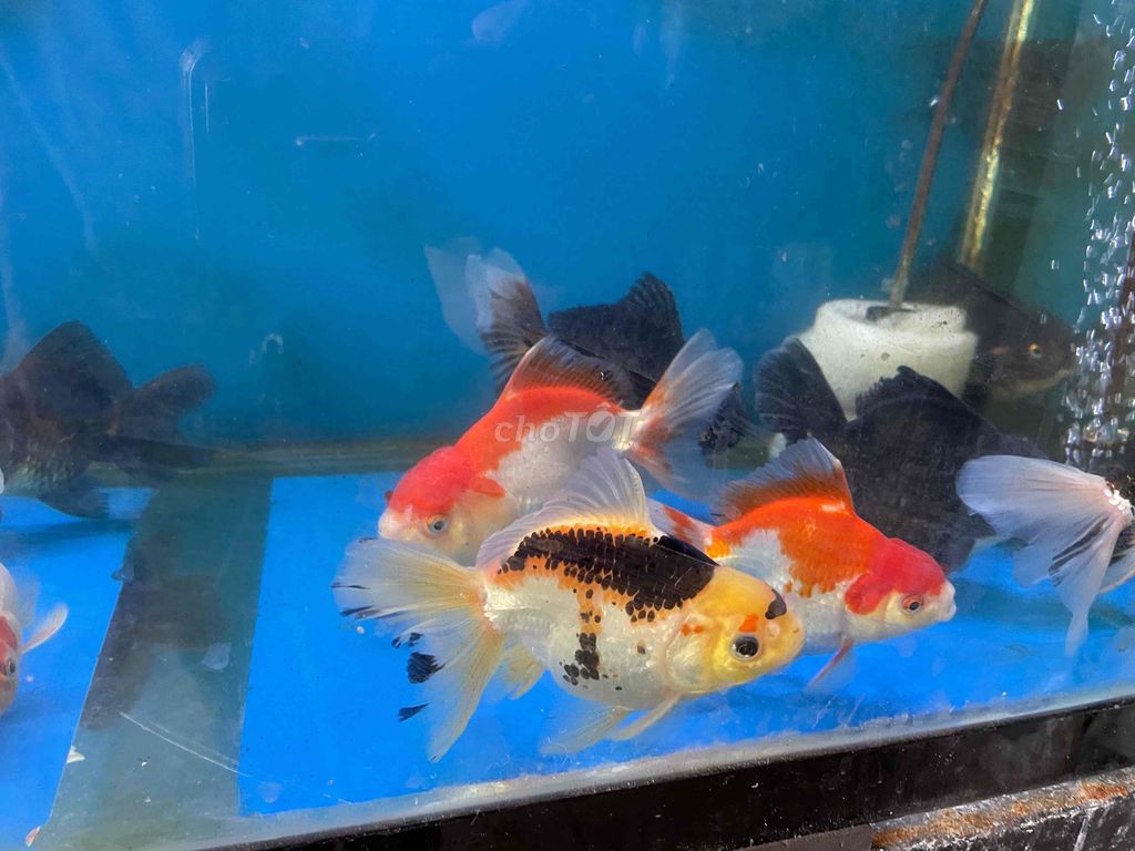 Cá Oranda size to 4ngón -1c/150k