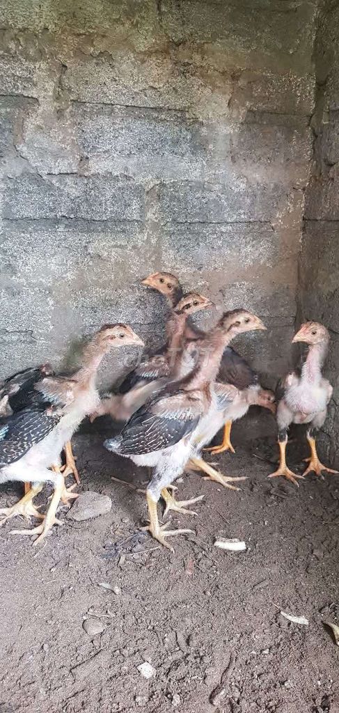 dòng bịp rồng . Mua bán Gà tại Huyện Thường Tín Hà Nội được đăng bởi Trần Tú hình 1