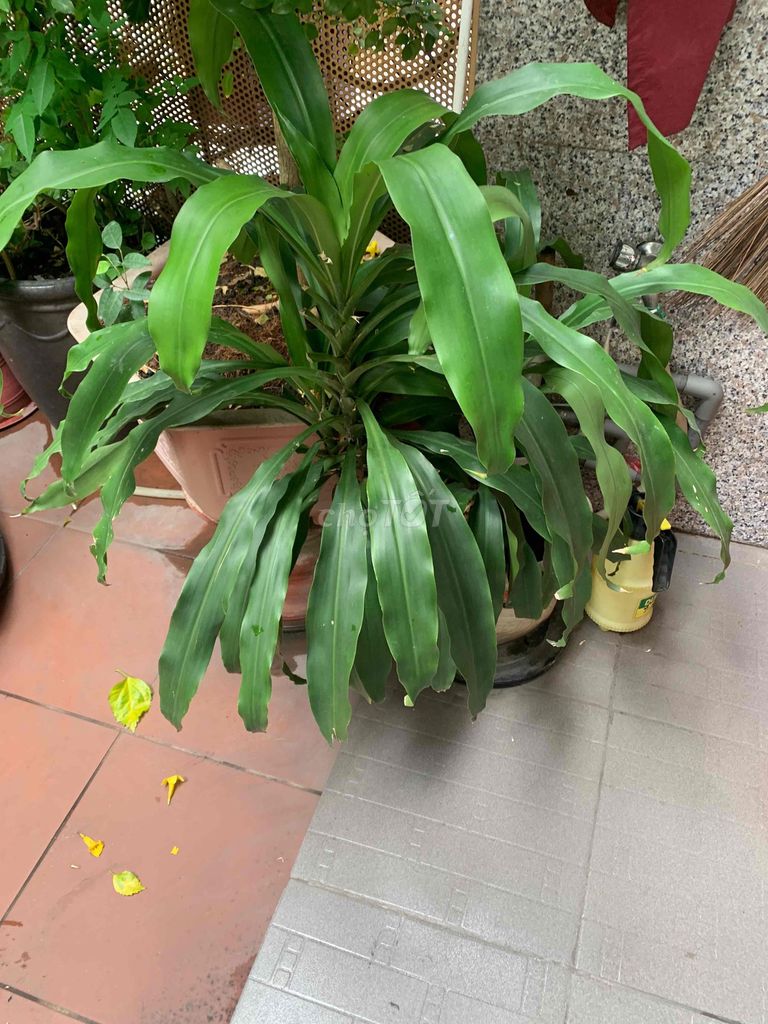 Cây phát tài chậu Sứ men. Mua bán Cây cảnh, đồ trang trí tại Quận 12 Tp Hồ Chí Minh được đăng bởi uy tín và chất lượng hình 1