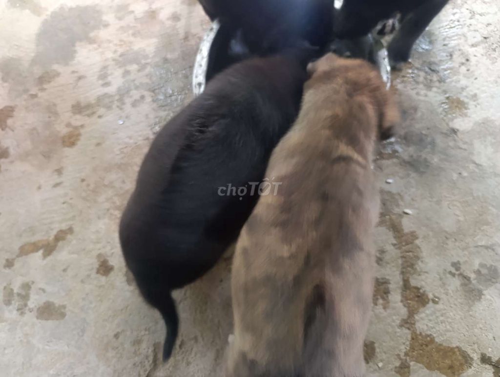 Chó lai Phú Quốc con Đen, Nâu vằn khỏe mạnh. Mua bán Chó tại Quận Ngũ Hành Sơn Đà Nẵng được đăng bởi Hoà Trương hình 1
