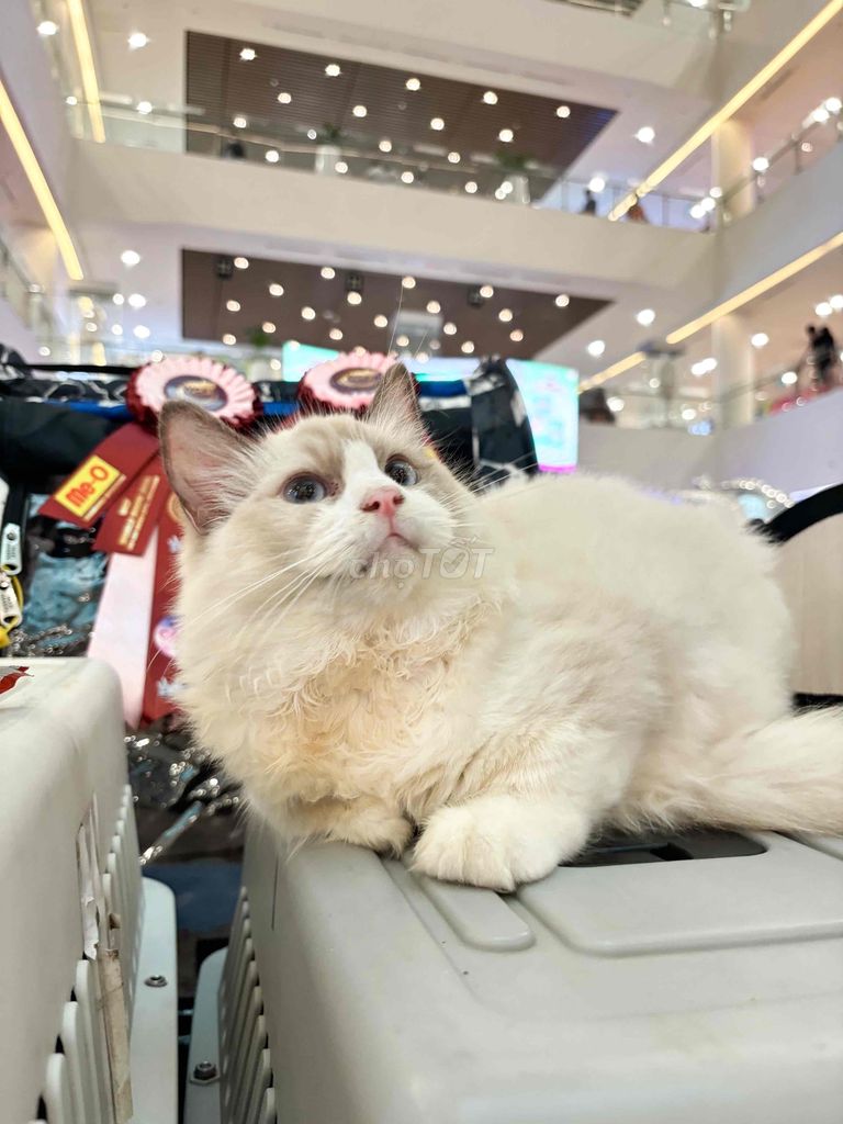 Ragdoll Cực đáng iu