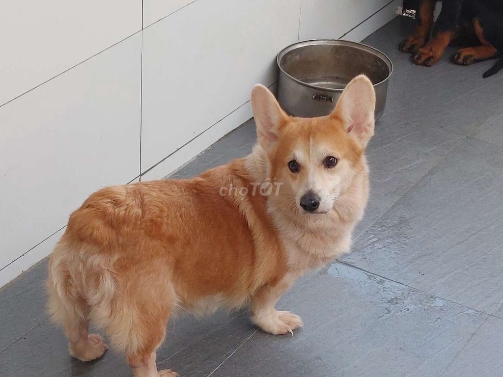 Chó Corgi Cái