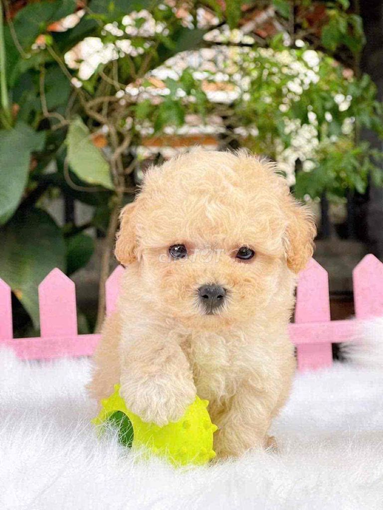 Poodle cuteeee. Mua bán Chó tại Quận Hoàng Mai Hà Nội được đăng bởi Petshop Nhà Meo hình 1