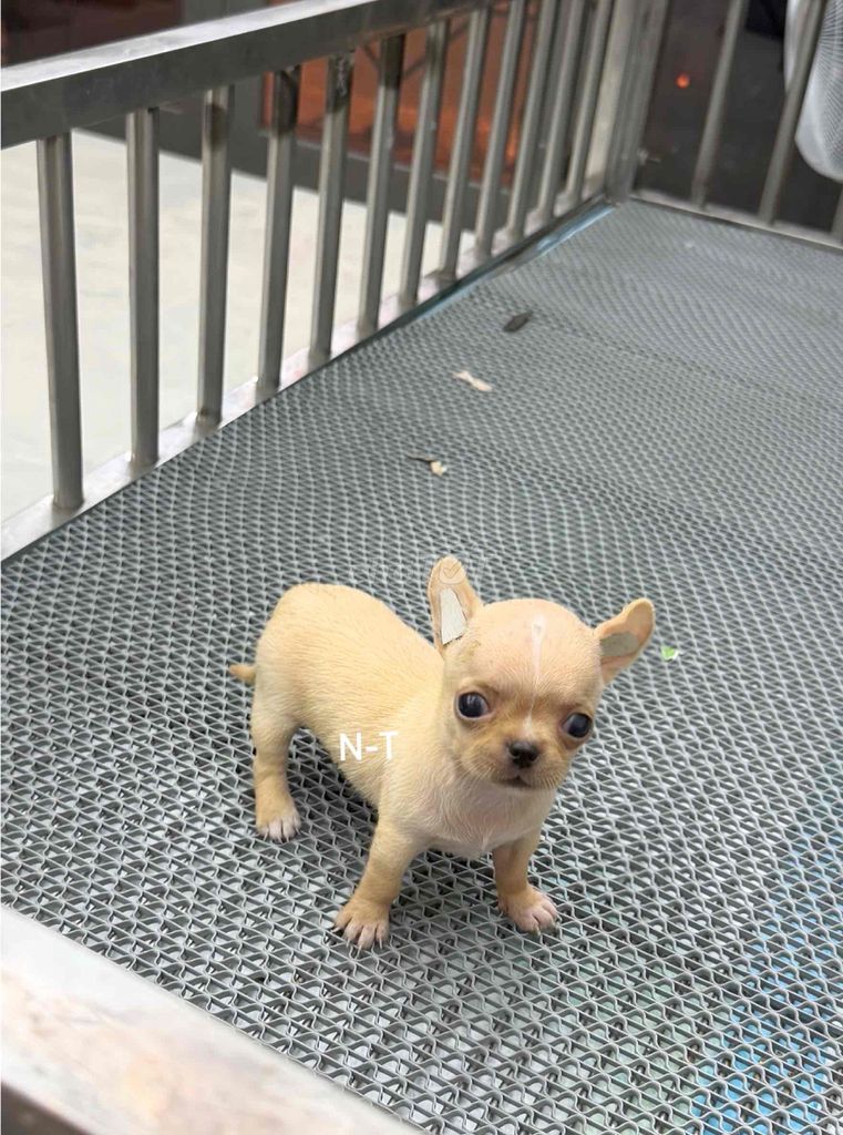 Chó Chihuahua Vàng kem. Mua bán Chó tại Quận Bình Tân Tp Hồ Chí Minh được đăng bởi Trang  hình 1