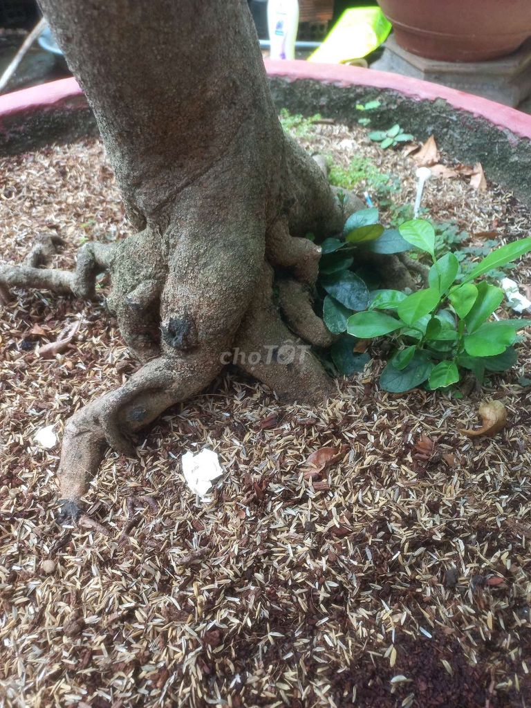 Mai 2.5m Khỏe mạnh. Mua bán Cây cảnh, đồ trang trí tại Thành phố Vũng Tàu Bà Rịa - Vũng Tàu được đăng bởi Nguyễn Văn Khiêm  hình 1