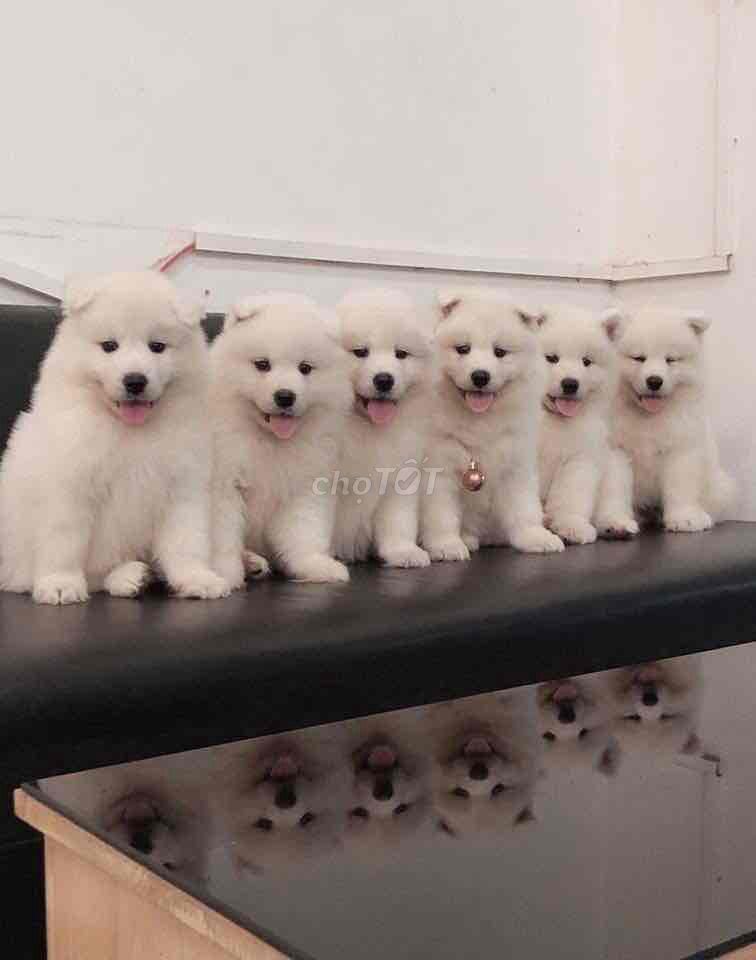 Samoyed trắng tuyết full giấy tờ bảo hành đầy đủ. Mua bán Chó tại Quận Thanh Khê Đà Nẵng được đăng bởi Chaien Pet Shop hình 1