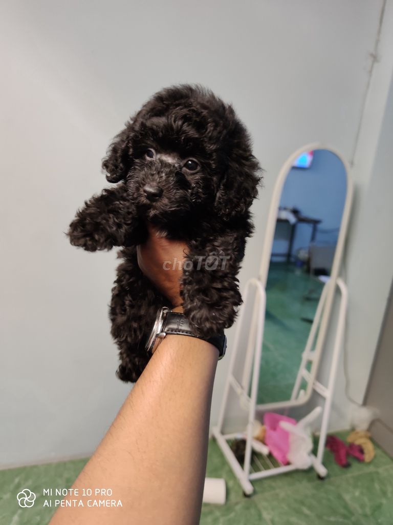 0934332433 - Chó poodle Đen Đực