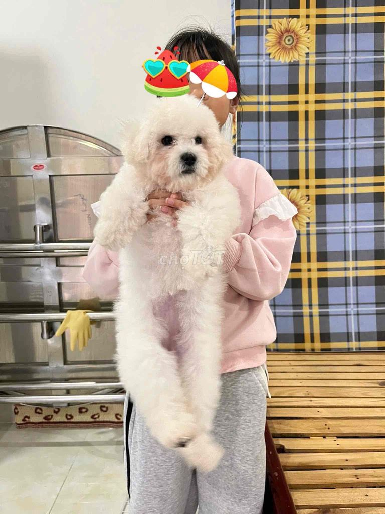 Chó Poodle cái. Mua bán Chó tại Huyện Di Linh Lâm Đồng được đăng bởi Nguyễn Hữu Huân hình 1