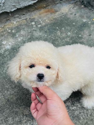 Chó Poodle Tiny Trắng Cả hai