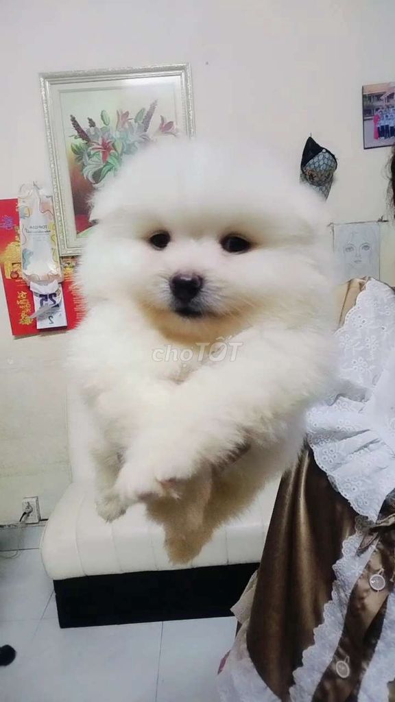 chó Phốc sóc thuần chủng. Mua bán Chó tại Quận Gò Vấp Tp Hồ Chí Minh được đăng bởi Phương Karachi hình 2