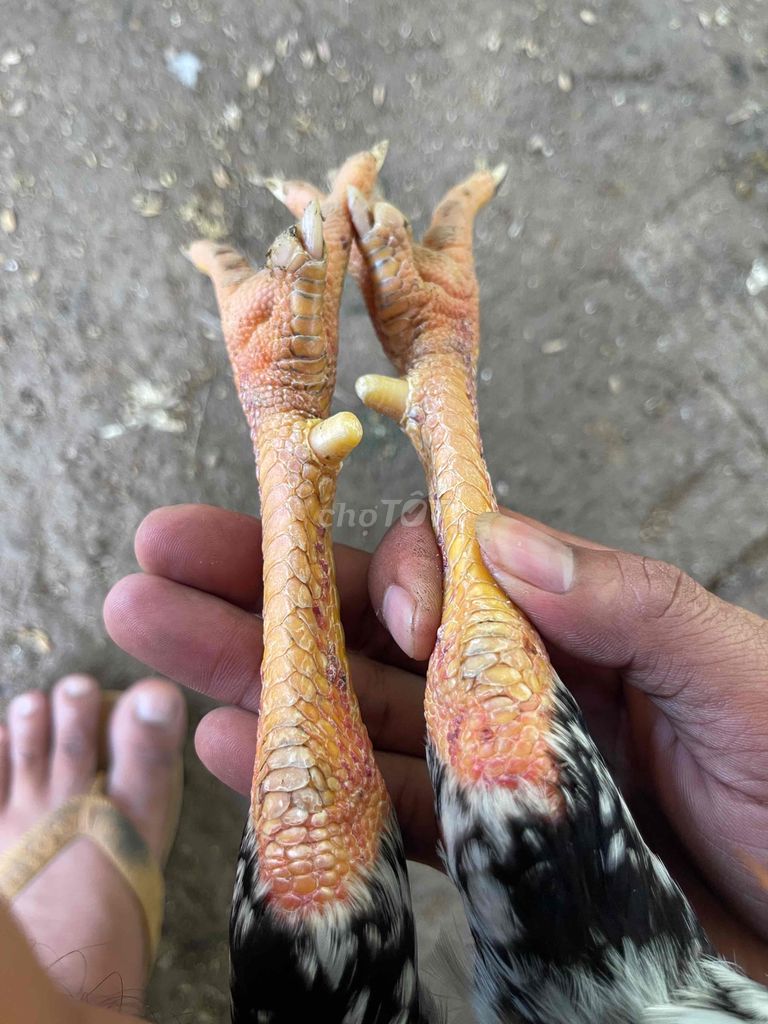 điều bông 2k9