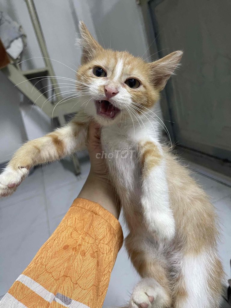 Mèo lai Vàng trắng. Mua bán Mèo tại Huyện Bàu Bàng Bình Dương được đăng bởi Lê ngọc Hân hình 1