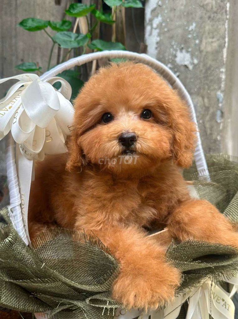 Chó Poodle Nâu đỏ 3 tháng tuổi. Mua bán Chó tại Quận Gò Vấp Tp Hồ Chí Minh được đăng bởi Phát Đạt  hình 1