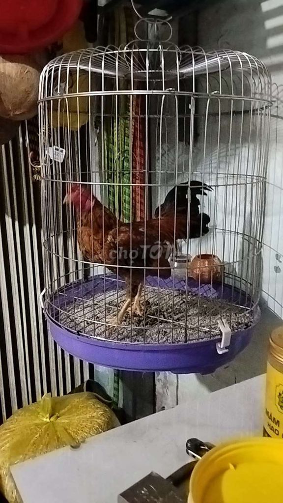 Gà tre trống 9 tháng. Mua bán Gà tại Thành phố Ngã Bảy Hậu Giang được đăng bởi Nguyễn Vũ Hoàng Dũng hình 1