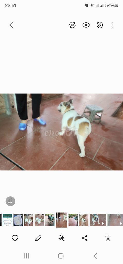BUL PHÁP ĐỰC CHUẨN PHỐI GIỐNG SINH SẢN. Mua bán Chó tại Huyện Ba Vì Hà Nội được đăng bởi nguyễn ngọc hiển hình 3