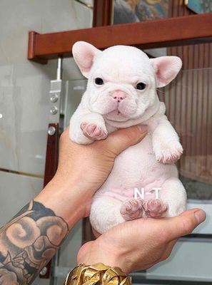 Chó French Bulldog trắng con đã tiêm