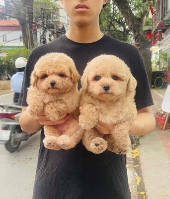 Chó Poodle Nâu vàng Đã tiêm phòng