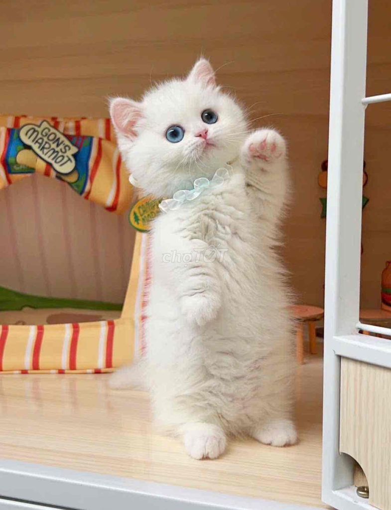 Mèo Munchkin chân ngắn Trắng mắt xanh đã tiêm. Mua bán Mèo tại Quận Bình Thạnh Tp Hồ Chí Minh được đăng bởi Như Ý hình 1