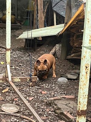 Bull Pháp thuần chủng