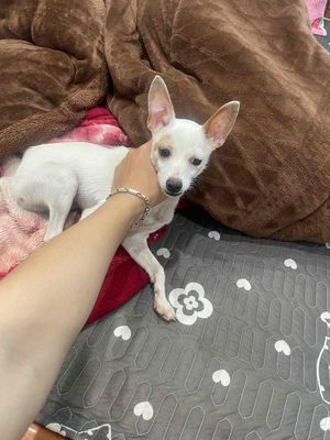 phốc hươu trắng > 1 năm. Mua bán Chó tại Quận Hoàng Mai Hà Nội được đăng bởi mai nam