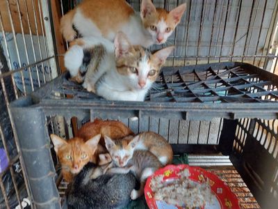 tìm chủ mới cho 2 em mèo ta. Mua bán Mèo tại Quận Gò Vấp Tp Hồ Chí Minh được đăng bởi thanhthai632005