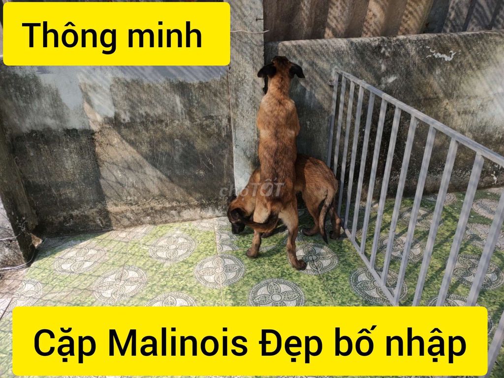 Chó Malinois Becgie Bỉ màu đẹp bố mẹ nhập