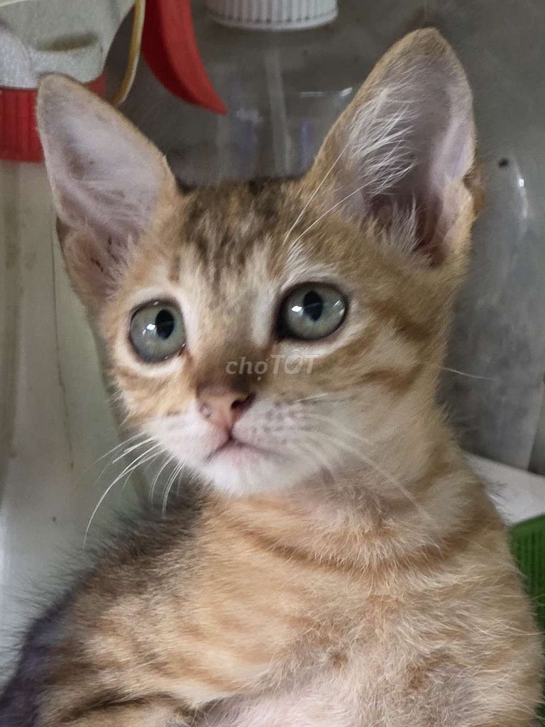Mèo ta Vàng vằn. Mua bán Mèo tại Thị xã Bến Cát Bình Dương được đăng bởi Anh Long hình 1