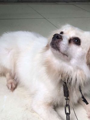 Chó nhật màu trắng bông.khoảng hơn 1 tuổi.năng 8kg
